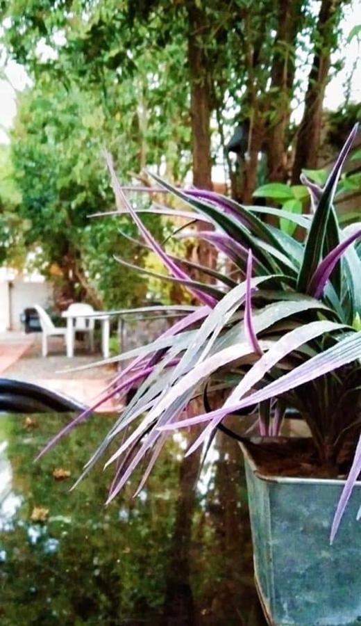 بلومفونتين Aandrus Guesthouse المظهر الخارجي الصورة